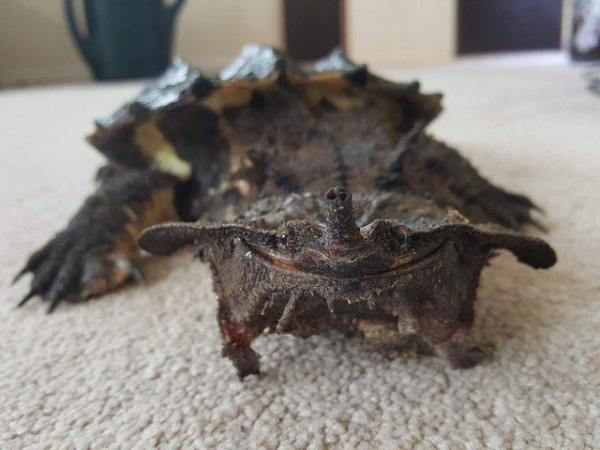 Image 1 of Wanted a mata mata turtle any size.