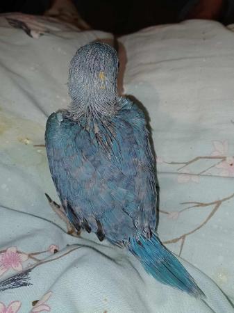Image 1 of Lutino Ringneck Parakeet Handreared from 7 Days old.