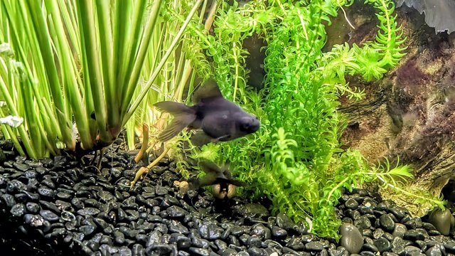 Image 2 of Black moor baby fish 2 1/2” long