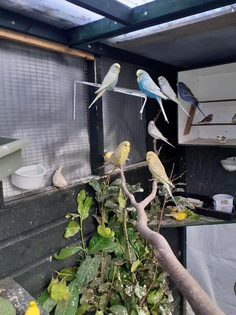Preview of the first image of YOUNG BUDGIES FOR SALE ,.