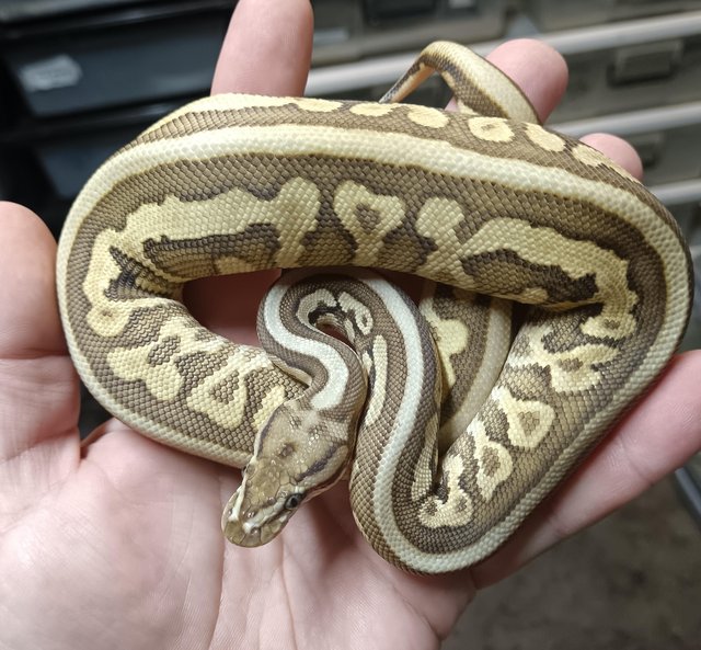 Preview of the first image of Female carnivore leopard lesser het clown.