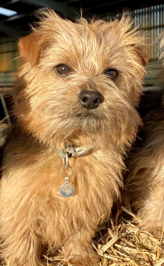 Preview of the first image of Norfolk Terrier Dog for stud.