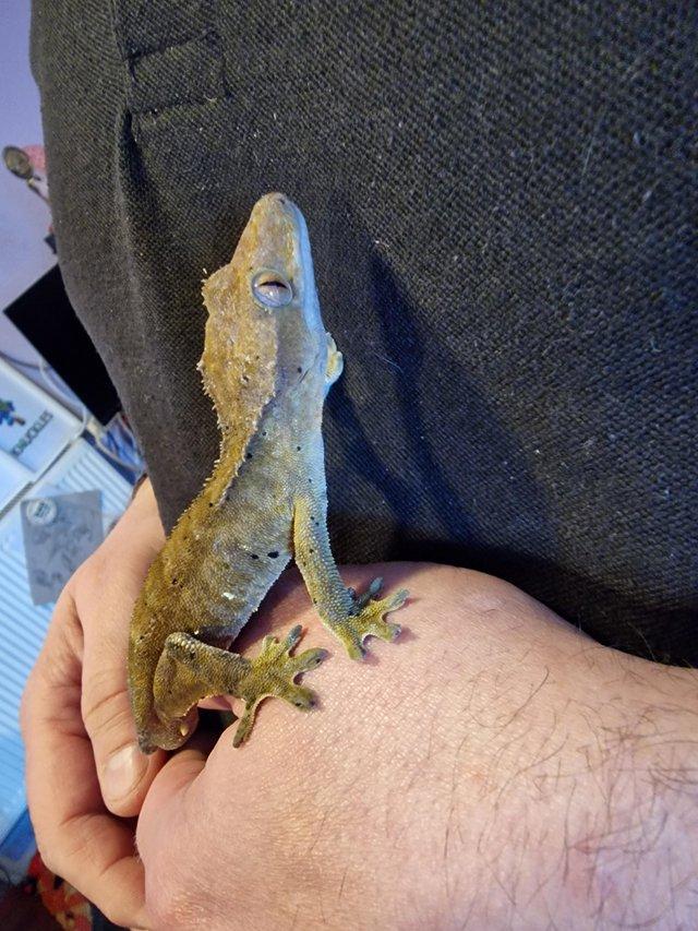 Preview of the first image of Male crested gecko available.