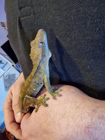 Image 1 of Male crested gecko available