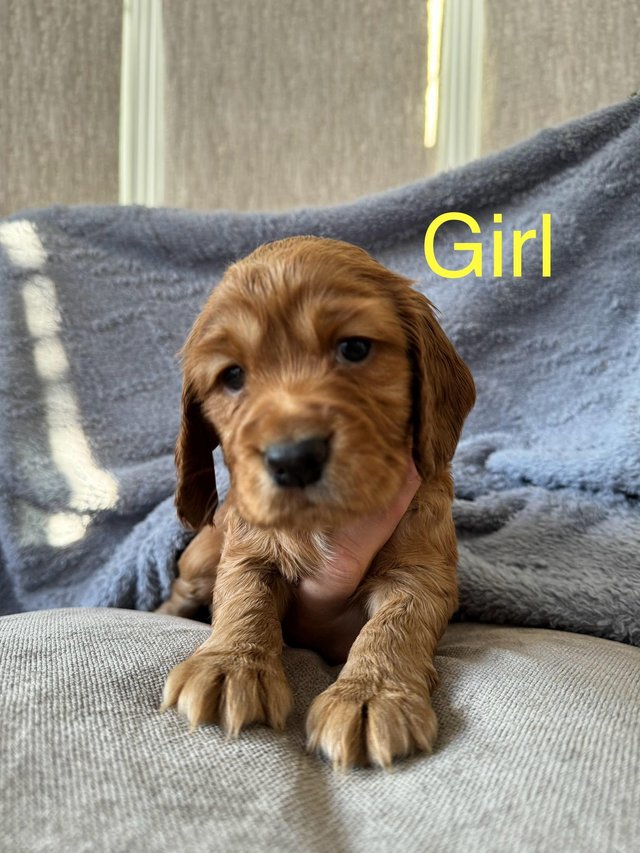 Preview of the first image of Beautiful Cocker Spaniel puppies.