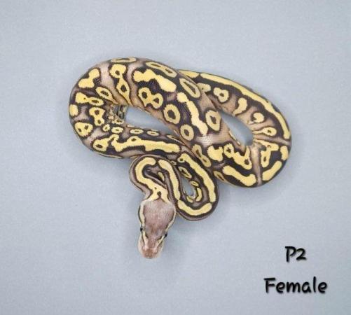 Image 23 of Various Hatchling Ball Python's CB23 - Availability List