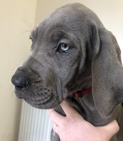 Image 8 of 3 GIRLS LEFT! 12 Solid Blue Great Dane Puppies