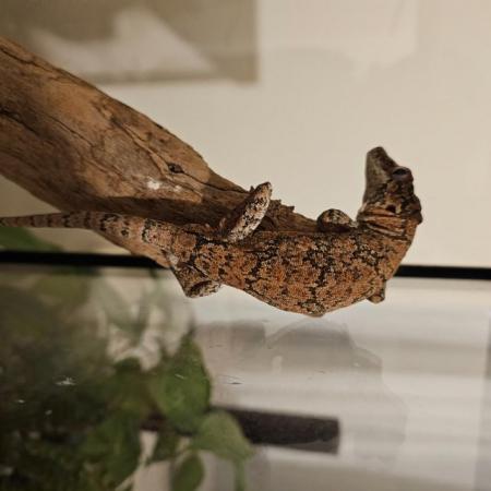 Image 6 of Gargoyle gecko for sale in the Bracknell area