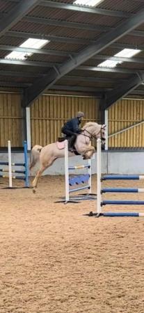 Image 1 of Palomino mare WPBR/PBA all rounder