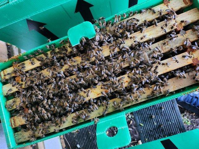 Preview of the first image of Langstroth Strong Honey Bees 5-Frame Nucs.