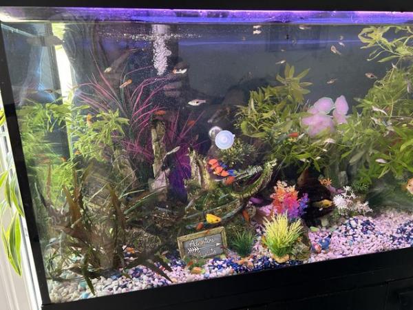Image 3 of 200l fish tank and stand with everything u need all breeding