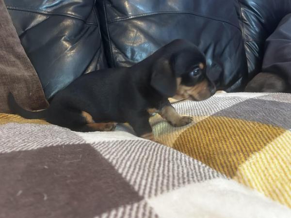 Image 10 of Dachshund x jack Russell puppiesLAST BOY READY NOW