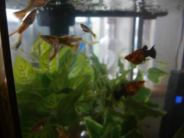 Image 3 of Guppy Fry and Molly Fry