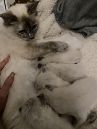 Image 3 of Beautiful ragdoll kittens for sale