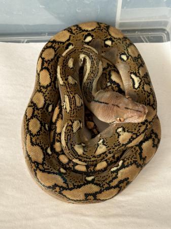 Image 3 of Uk first bacan combo pythons