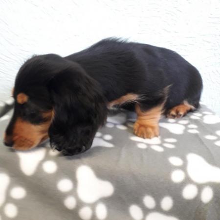 Image 11 of Long haired miniture dachshund pups.