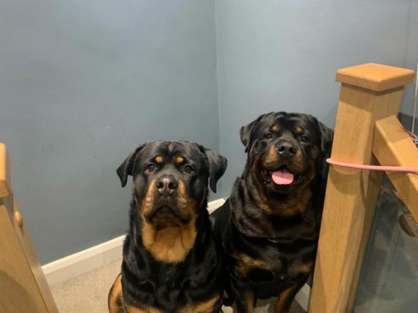 Image 1 of Rottweiler full kc registered both parents chunky pups