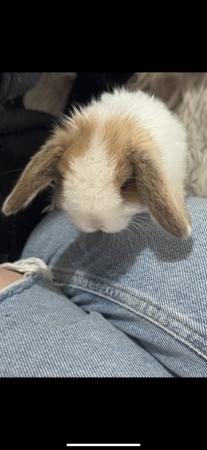 Image 1 of 1 mini lop doe available // RTL now!!