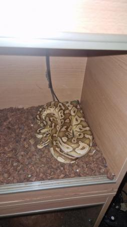 Image 4 of Lesser Ball Python (Adult Male)
