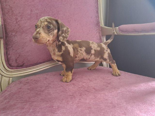 Preview of the first image of Kennel club. Cream dapple female. Ready now.