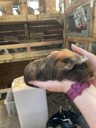 Image 3 of 6 wk old baby girl/sow Guinea Pigs