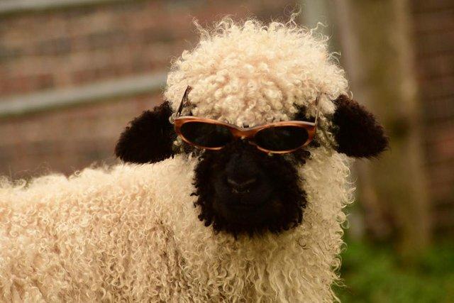Image 2 of Valais Blacknose rarebreed sheep