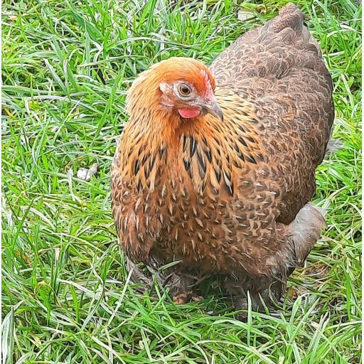 Preview of the first image of Pekin Chicken - best chicken breed for kids - beginners.
