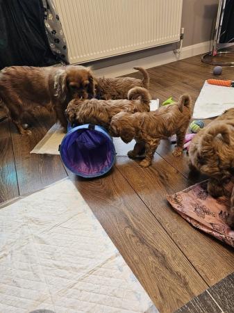 Stunning family raised health tested red toy cavapoo puppies for sale in Wolverhampton, West Midlands