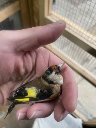 Image 3 of 2022 male and 2023 female goldfinch pair