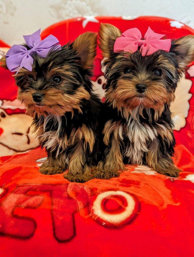 Preview of the first image of Yorkshire terrier biewer puppies first & second vaccination.