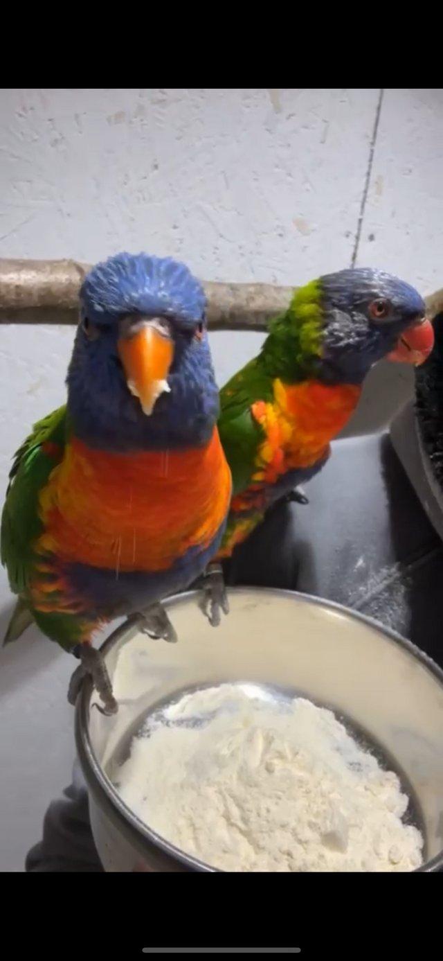 Preview of the first image of Rainbow lorikeet - Breeding pair.