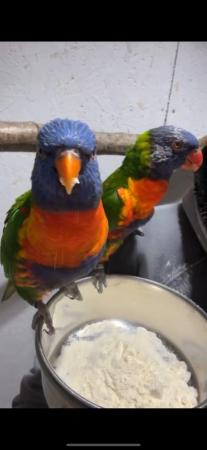 Image 1 of Rainbow lorikeet - Breeding pair