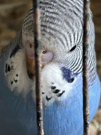 Image 1 of Beautiful young Budgies for sale