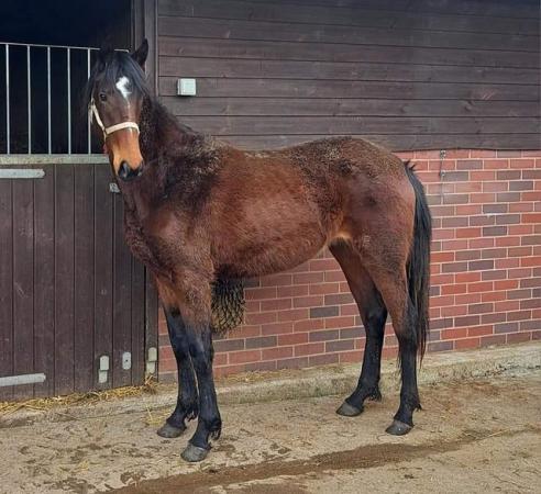 Image 3 of Lovely Irish Sports Horse 2yr Filly