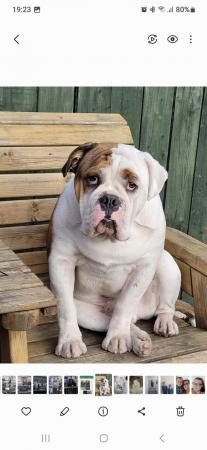 Image 4 of 2 x English bulldogs looking for new home