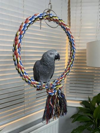 Image 4 of 4 years old big and healthy African Grey boy