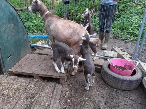 Image 4 of Stunning British Toggenburg Proven Billy Goat Good Natured