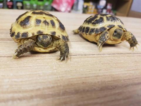 Image 9 of Stocked Tortoises on at Warrington pets and exotics