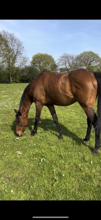Image 1 of Tb gelding. Project ROR eligible. Needs a little tlc