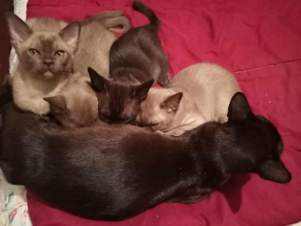 Image 13 of Exceptional Burmese kittens