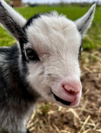 Image 9 of Registered Male Dwarf Dairy Goat Kids like Nigerian Dwarf