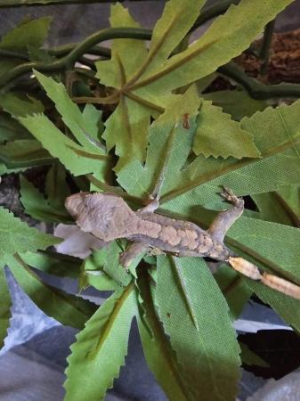 Image 5 of 2 Week old created geckos for sale