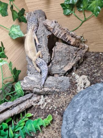 Image 5 of Wonderful Leopard Gecko for sale