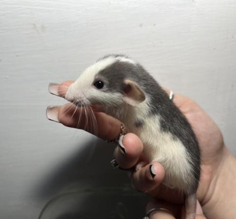 Image 1 of Mixed age young fancy rats Preston