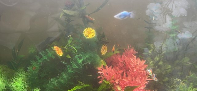 Image 1 of 200L fish tank / aquarium