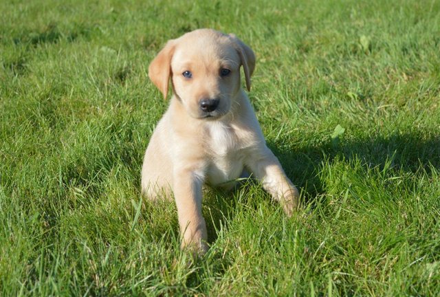 Image 1 of 6 health checkedfox red and yellowLabrador puppies