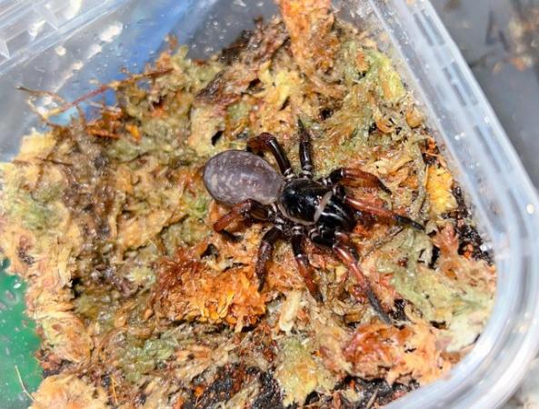Image 3 of Tarantulas/Spiders/Centipede/Scorpions FOR SALE