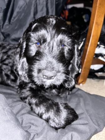 Image 3 of F2B COCKAPOO PUPS FOR SALE