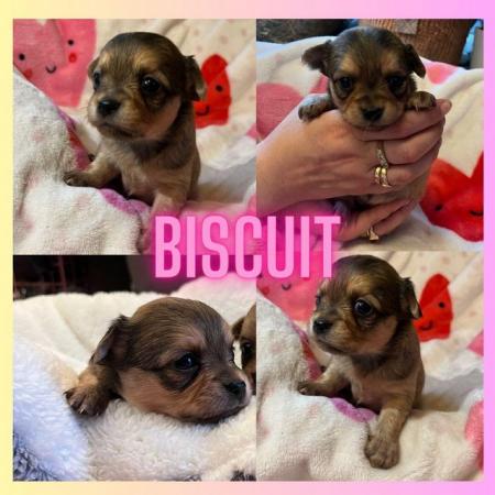 Image 8 of Special Chihuahua puppies