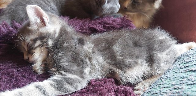 Image 20 of SILVER TIPPED TABBY KITTENS